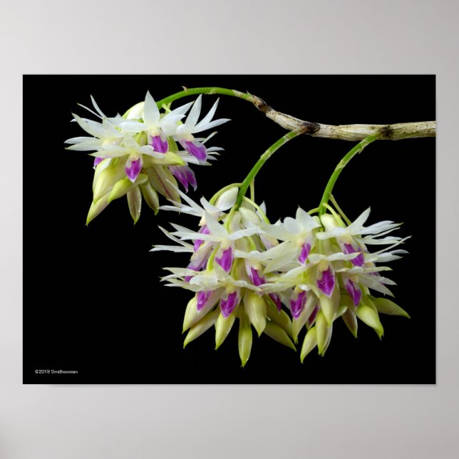 Affiche Dendrobium Amethystoglossum (Devant)