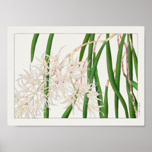 Affiche Dendrobium teretifolium par Tanigami Konan