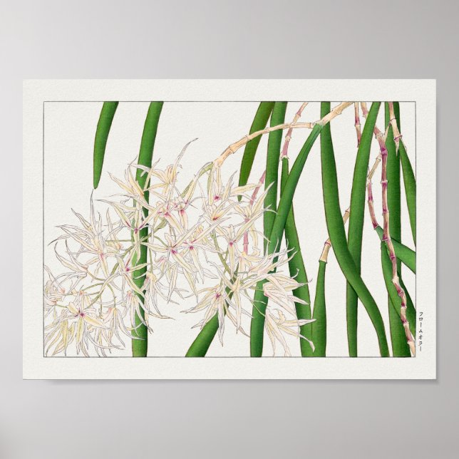 Affiche Dendrobium teretifolium par Tanigami Konan (Devant)