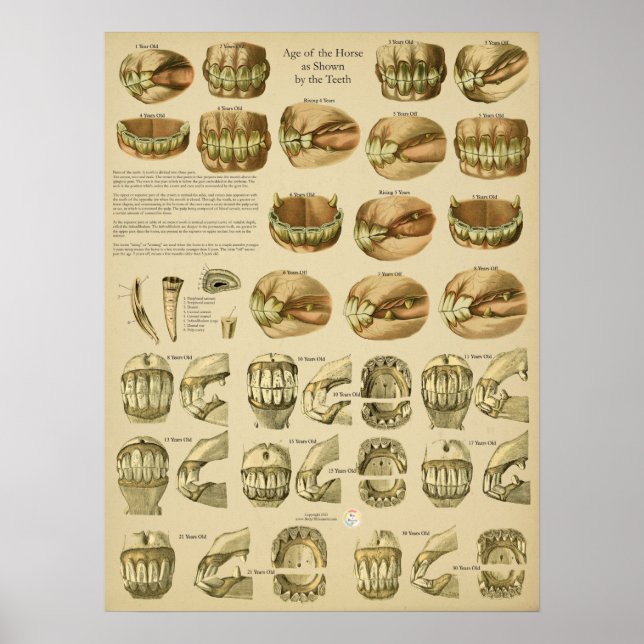 Affiche Dental Age of Horse Teeth (Devant)