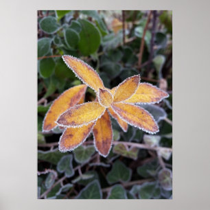 Affiche dentelle de glace