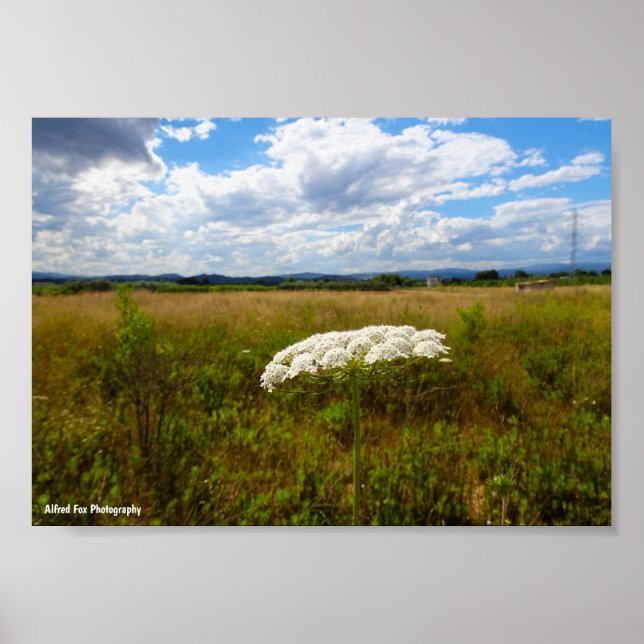Affiche Dentelle sauvage dans la prairie (Devant)
