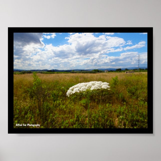 Affiche Dentelle sauvage dans la prairie (Devant)