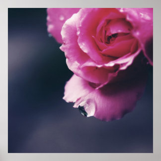 Affiche Déposer sur Rose Macro Abstrait