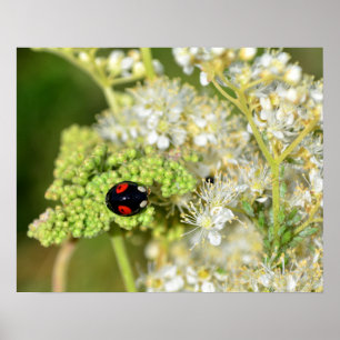 Affiche Der schwarz - par coeur Marienkäfer