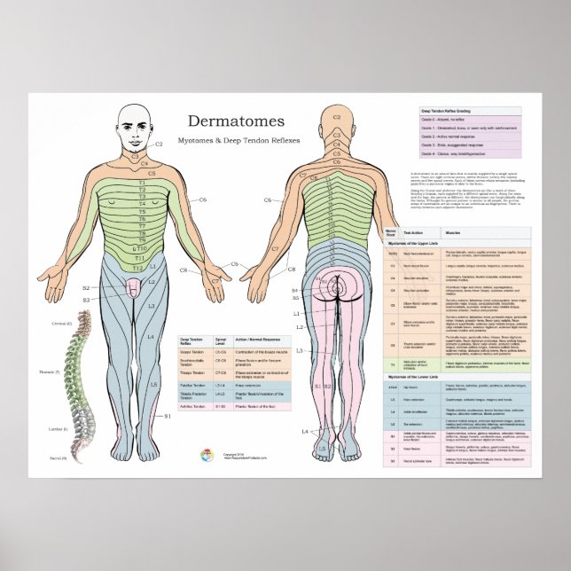 Affiche Dermatomes Myotomes Profond tendon Réflexion Poste (Devant)