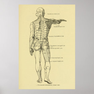 Affiche Dermatomes Système nerveux Graphique Chiropratique