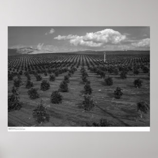 Affiche Dernier jour Saints Citrus Orchard près de Riversi