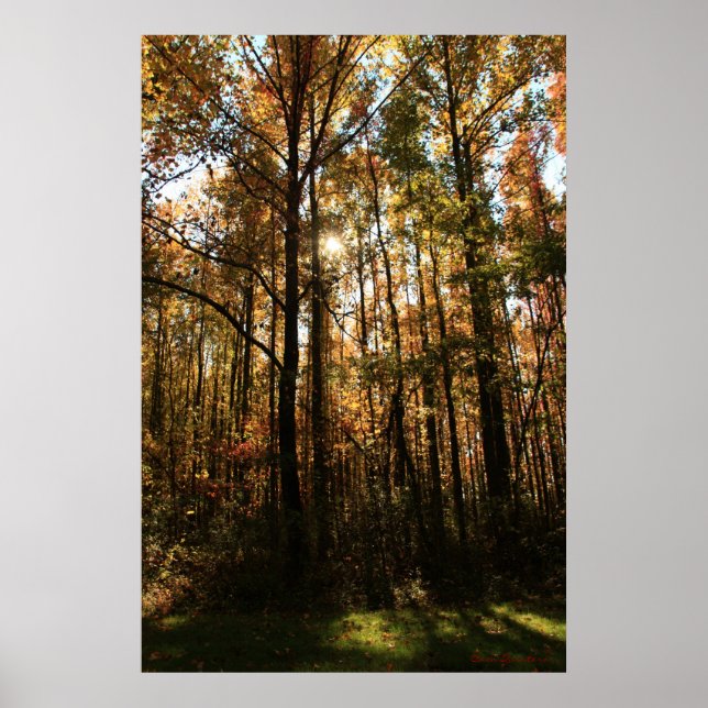 Affiche des arbres d'automne (Devant)