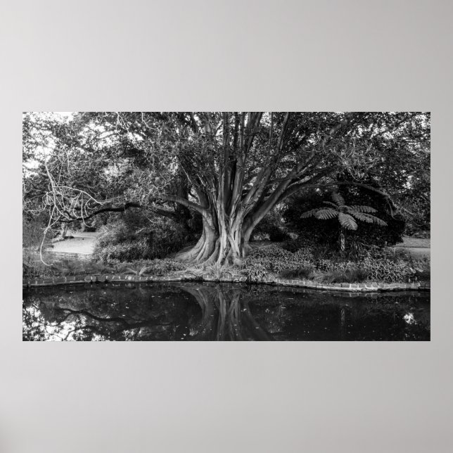 affiche des arbres de rivière (Devant)