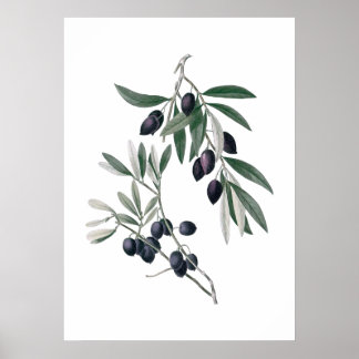Affiche des branches d'olive