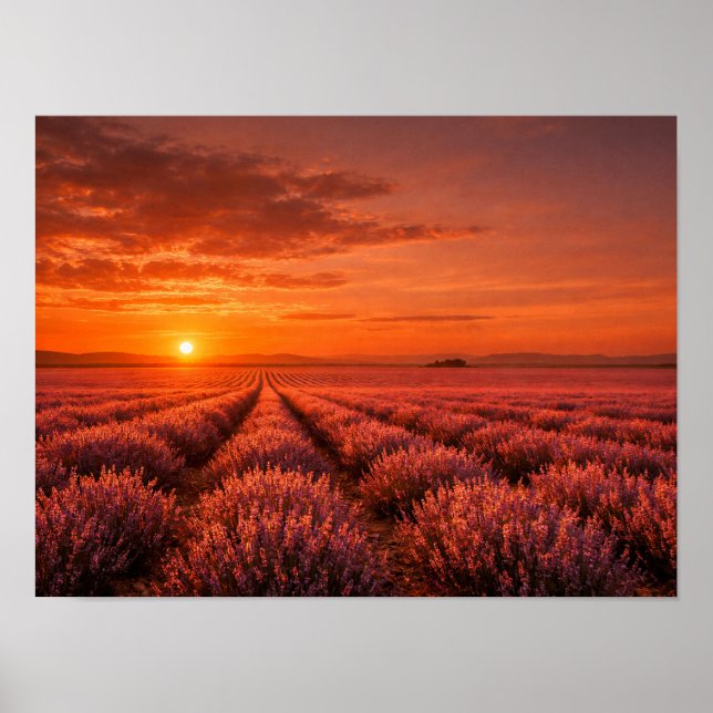 Affiche des champs de lavande au coucher de soleil (Devant)