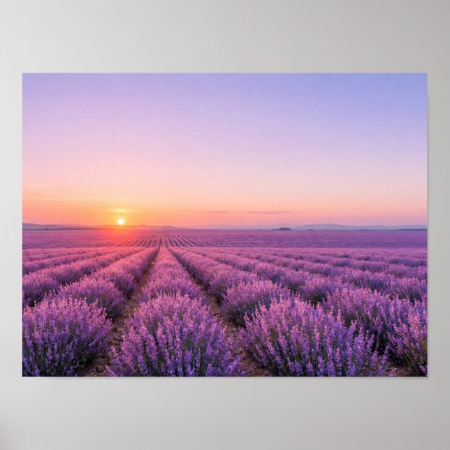 Affiche des champs de lavande violette - Provence  (Devant)