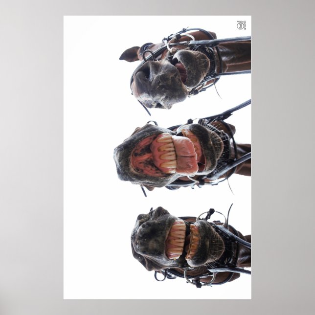 Affiche Des chevaux dans la bouche. Trois chevaux sourient (Devant)