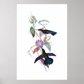 Affiche des colibris