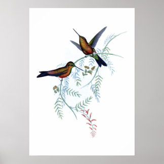 Affiche des colibris