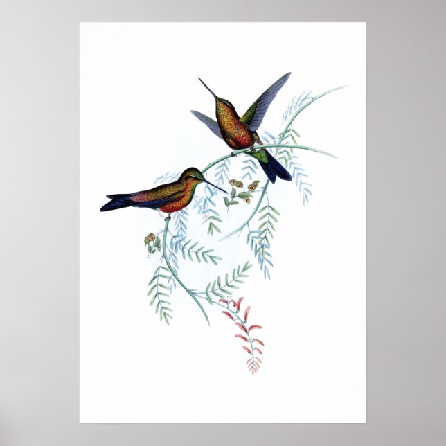 Affiche des colibris (Devant)