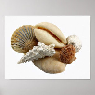 Affiche des coquilles