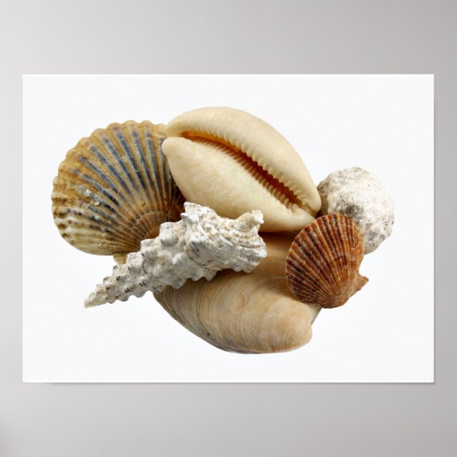 Affiche des coquilles (Devant)