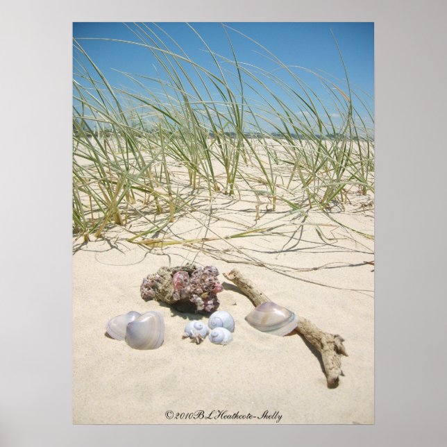 Affiche des coquilles (Devant)