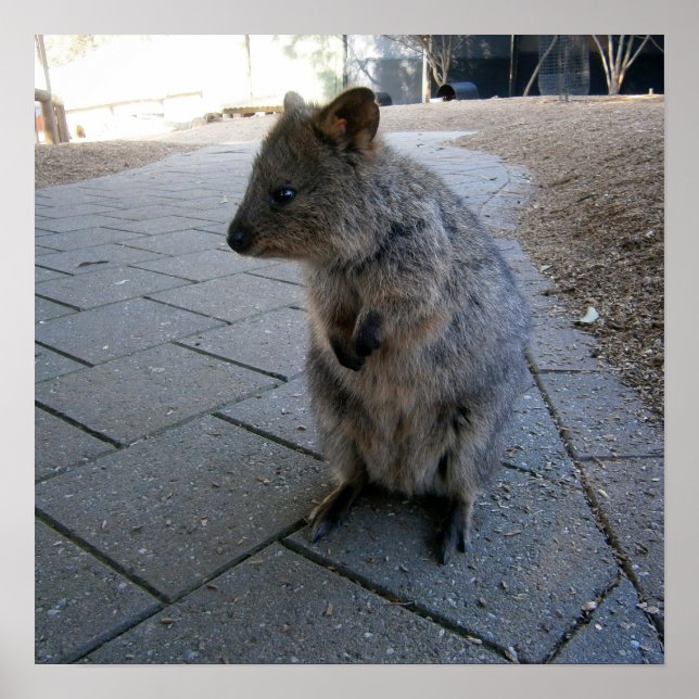 Affiche "Des coups de bâton en Australie : une Quokka gris (Devant)