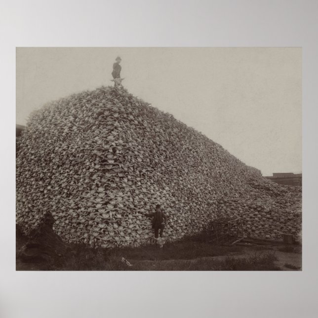 Affiche Des crânes de bison américain pour l'engrais (Devant)