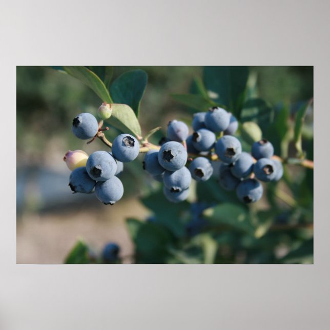 affiche des fruits bleuets (Devant)
