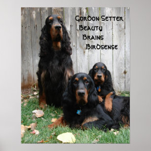 Affiche des générations Gordon Setter