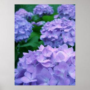 Affiche des hortensias {pourpre}