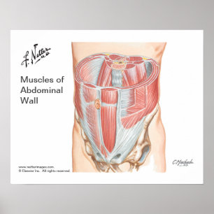 Affiche des muscles de la paroi abdominale