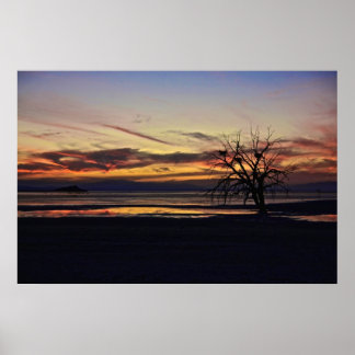 Affiche Des nids vides dans un arbre mort