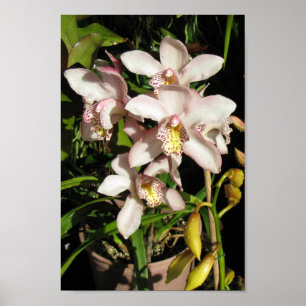 Affiche des orchidées du Cymbidium
