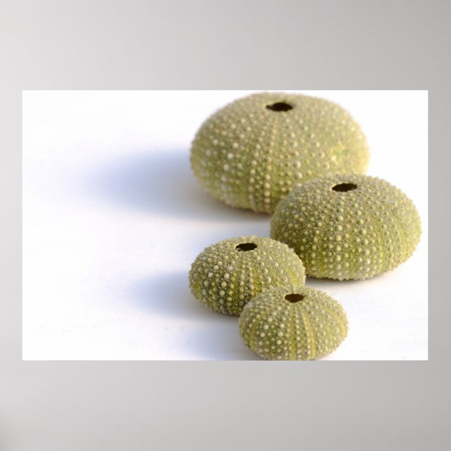 Affiche des oursins de mer (Devant)