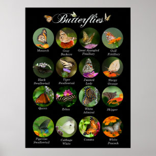 Affiche des papillons