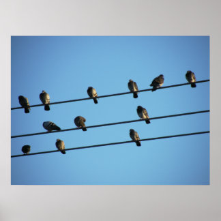 Affiche Des pigeons sur une ligne électrique