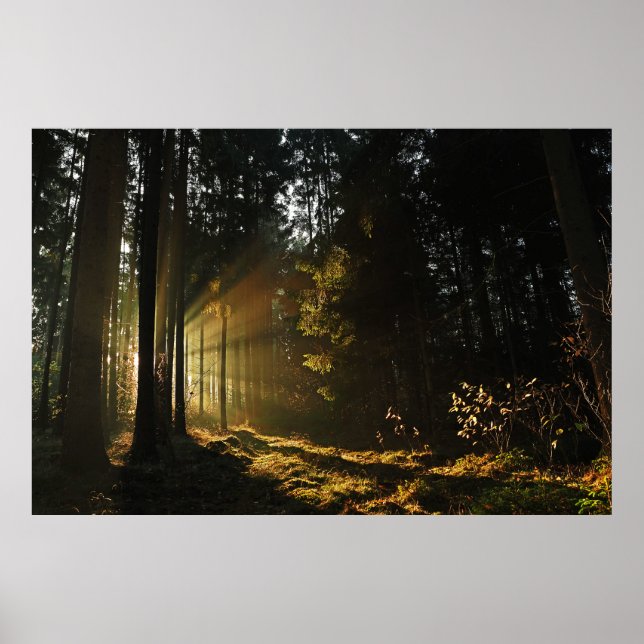 AFFICHE DES RAYONS SOLEIL PIERÇANT À TRAVERS DES ARBRES (Devant)