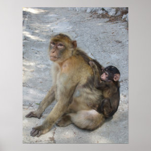 Affiche des singes de Gibraltar