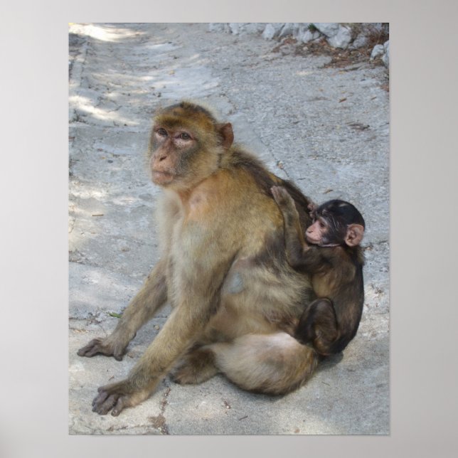 Affiche des singes de Gibraltar (Devant)