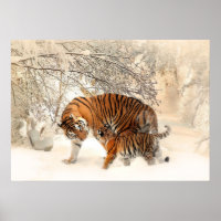 Affiche des Tigers d'hiver