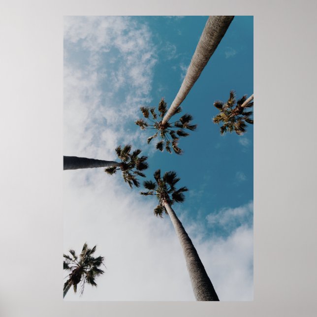 Affiche Des vers photographient des cocotiers (Devant)