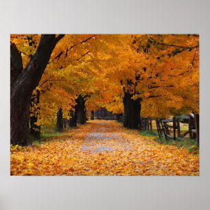 Affiche Descendre le chemin de la mémoire de l'automne