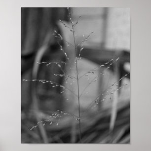 Affiche Deschampsia flexuosa