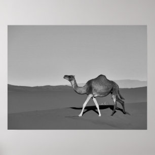 Affiche Desert Camel Walking noir et blanc