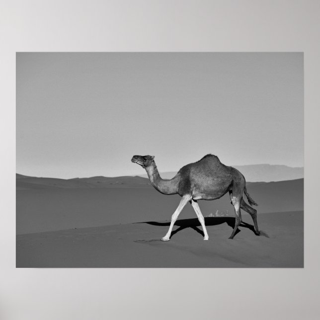 Affiche Desert Camel Walking noir et blanc (Devant)