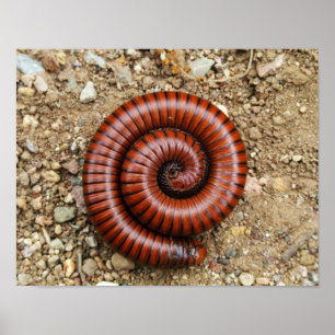 Affiche Desert Millipede