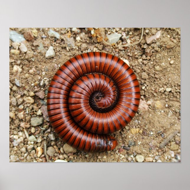 Affiche Desert Millipede (Devant)