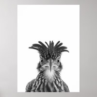 Desert Road Rund Bird Portrait