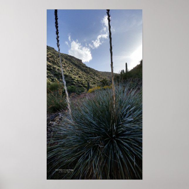 Affiche Desert Southwest Sotol Plantes Pittoresque Image A (Devant)