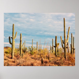 Affiche Desert with Saguaro cacti