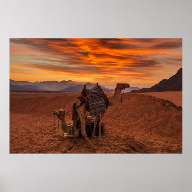 Affiche Deserts | Bactrian Camel Egypt Sand Dune (Devant)